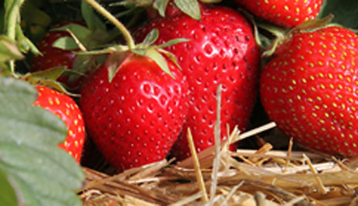 Erdbeeren im Stroh