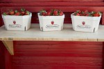 Erdbeeren Sander Verkaufsstand