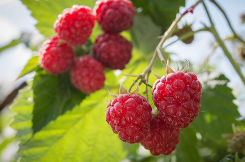 Jungpflanzen Himbeeren