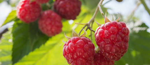Jungpflanzen Himbeeren