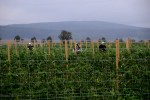 Himbeerfeld