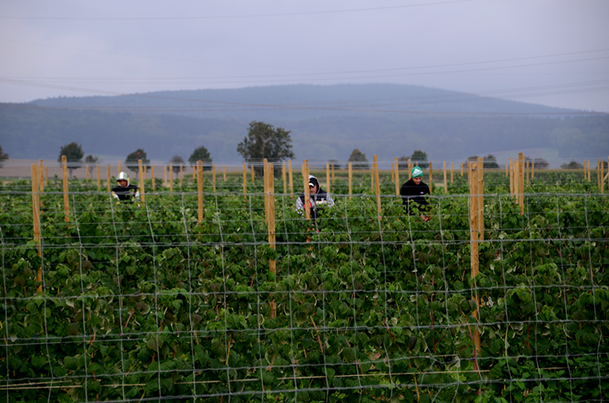 Himbeerfeld