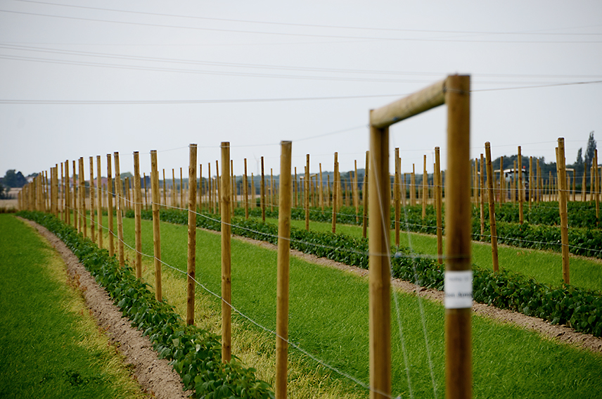 Jungpflanzen Himbeeren
