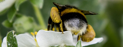 Hummel Erdbeerpflanze