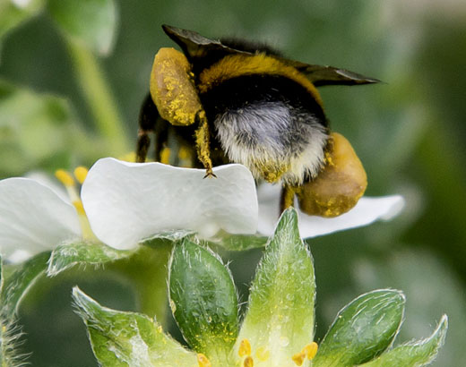 Hummel Erdbeerpflanze