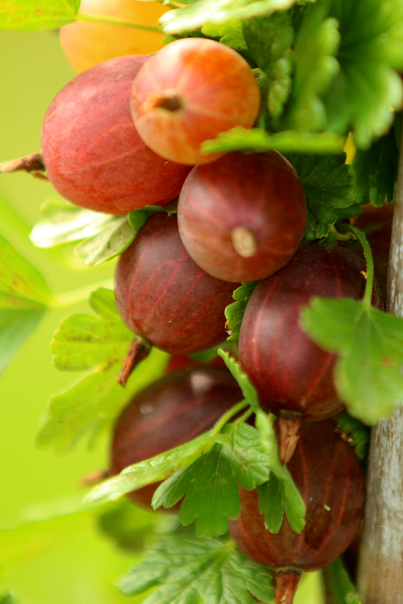 stachelbeeren_02