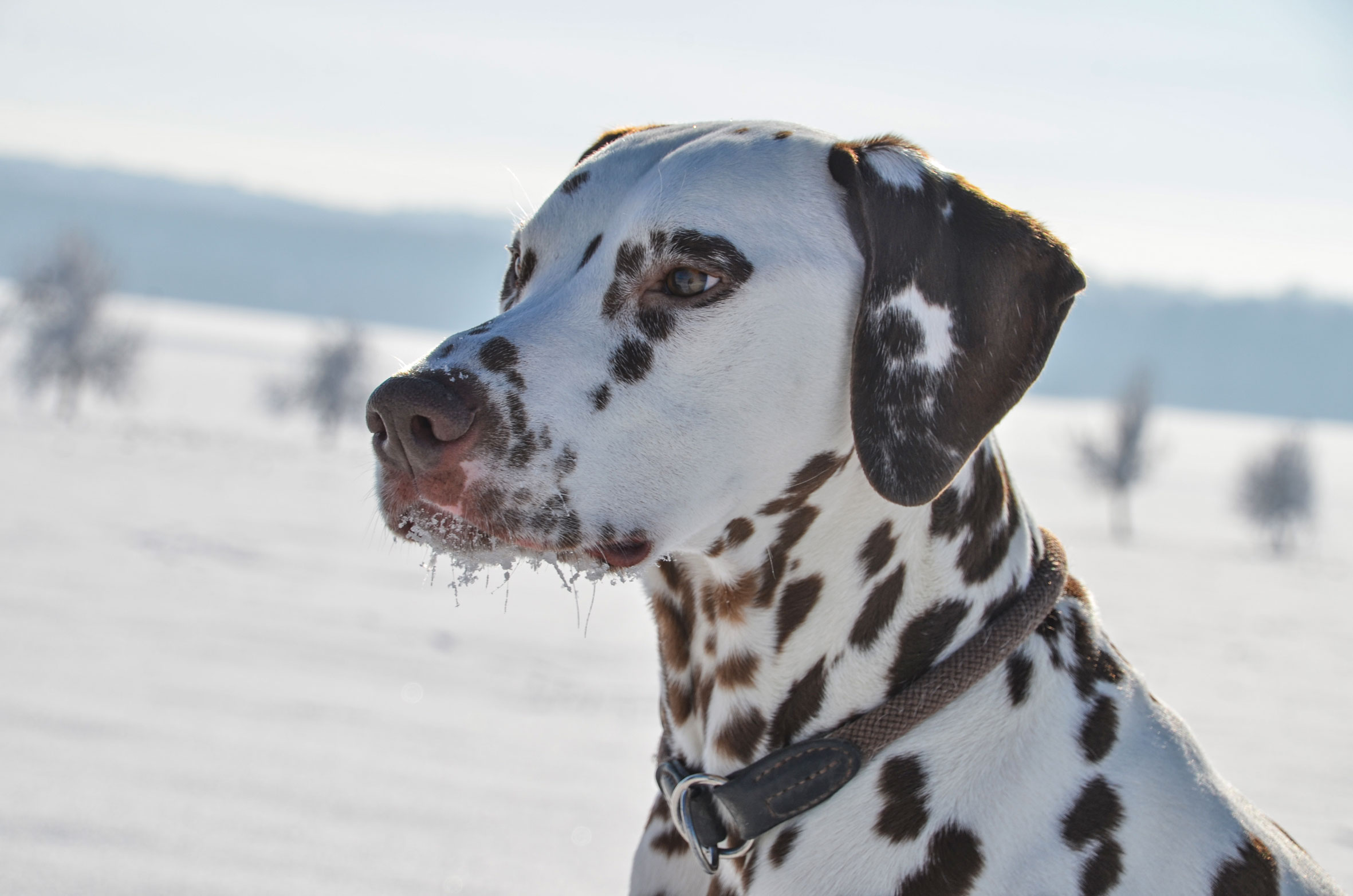 sander_schnee_0094_news