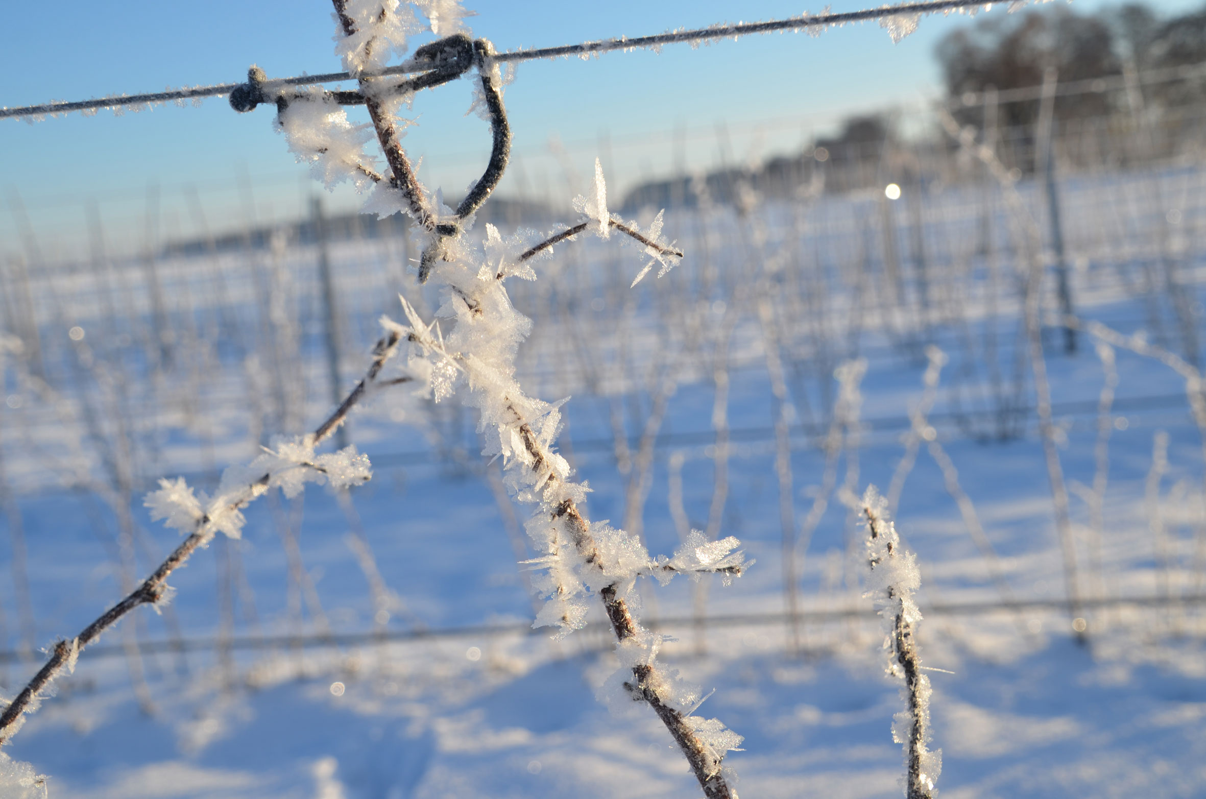 sander_schnee_0320_news
