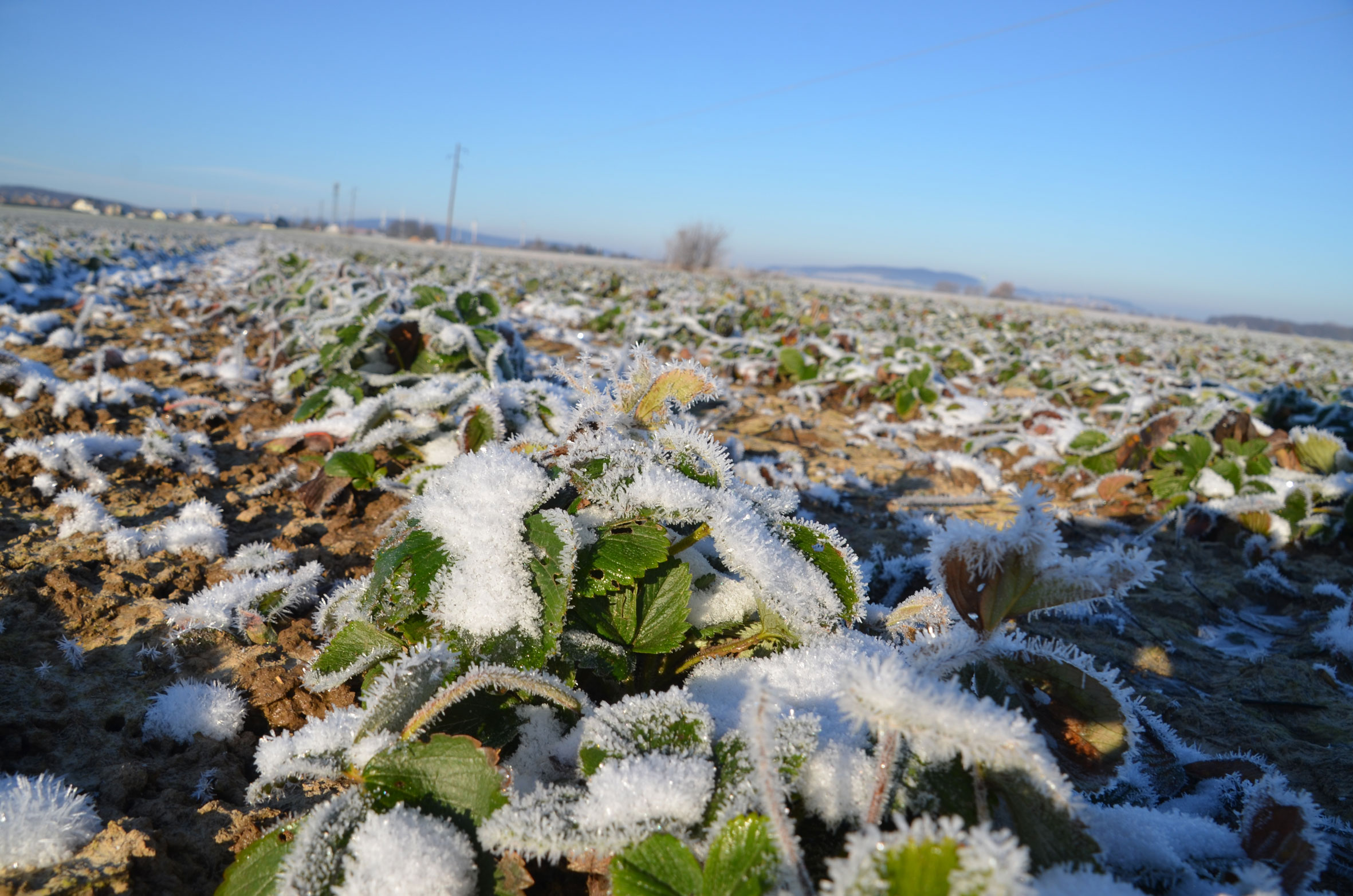 sander_schnee_9627_news