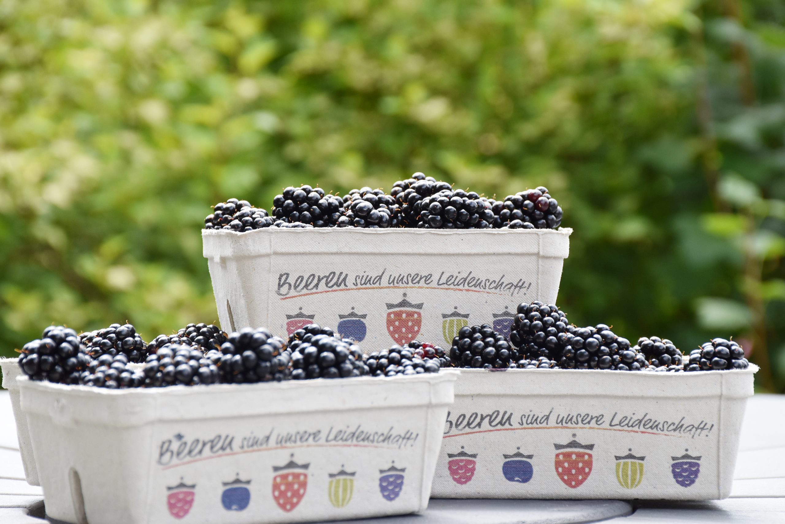 brombeeren