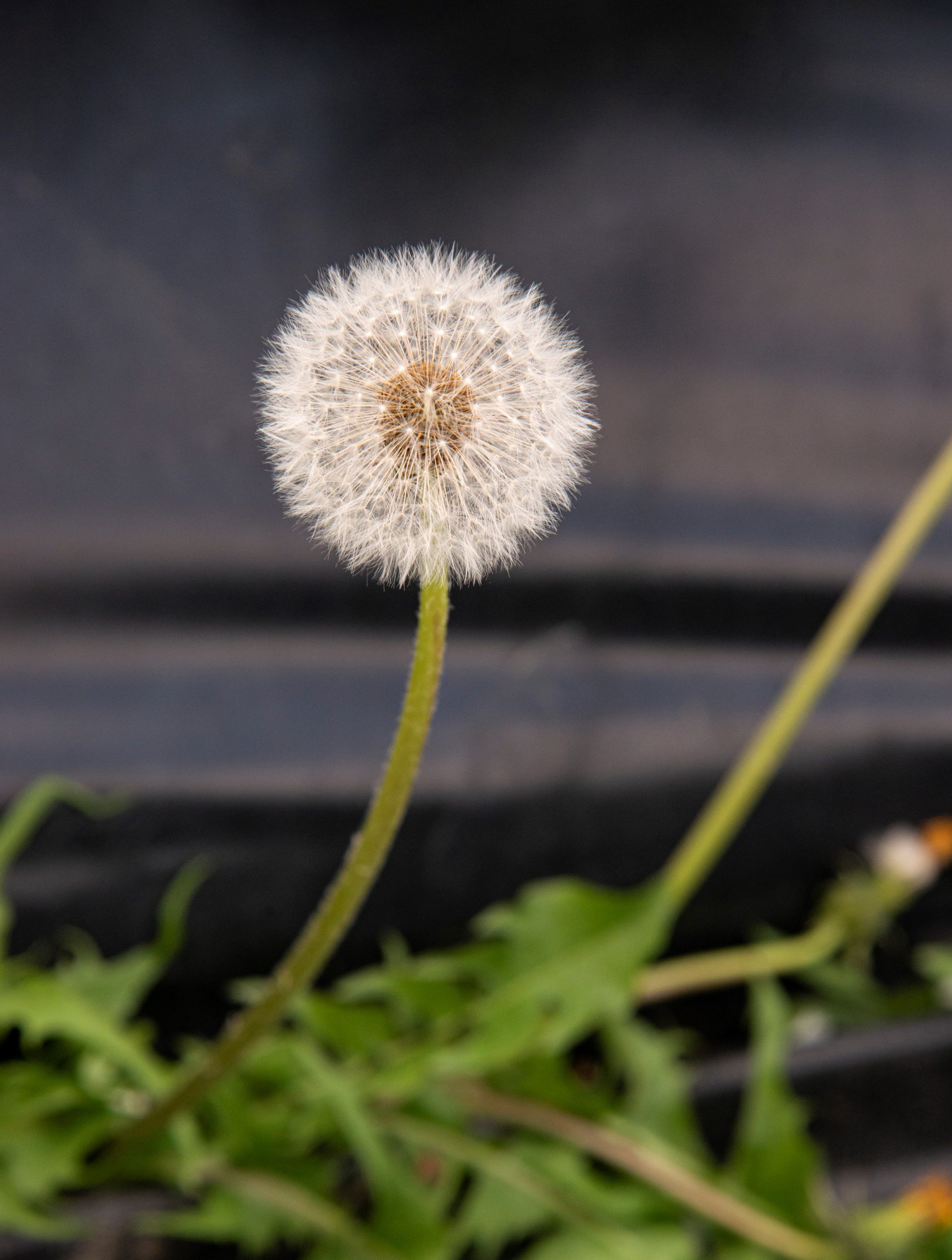 sander_210421_dsc8049