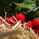 15 Tipps fürs Erdbeerpflücken