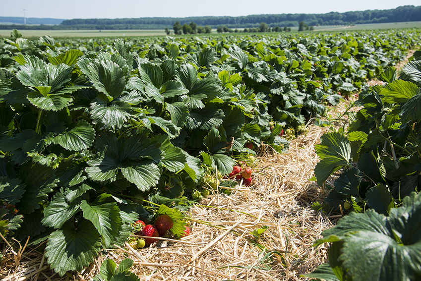 Erdbeeren Selbstpflücke